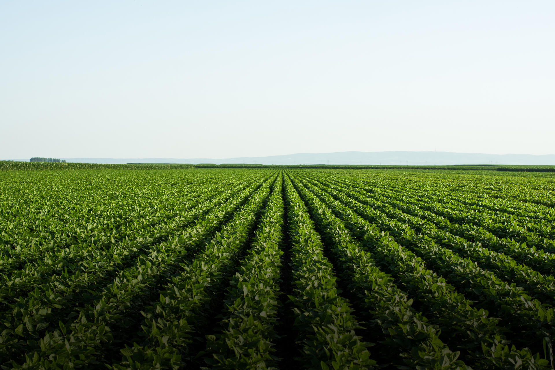 Nutrien field
